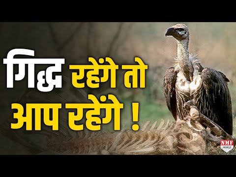 वीडियो: विलुप्त जानवर - मानवता के लिए एक गूंगा तिरस्कार