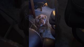 She’s the new Lady for the live action Lady and the Tramp! Check out some of her rehearsal! 💕🐶💕