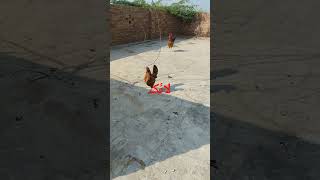 Download Lagu AYAT U KURSI#QUran#tilawat #ayatulkursi #short MP3