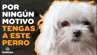 BICHÓN MALTÉS: 7 RAZONES PARA NO TENERLO