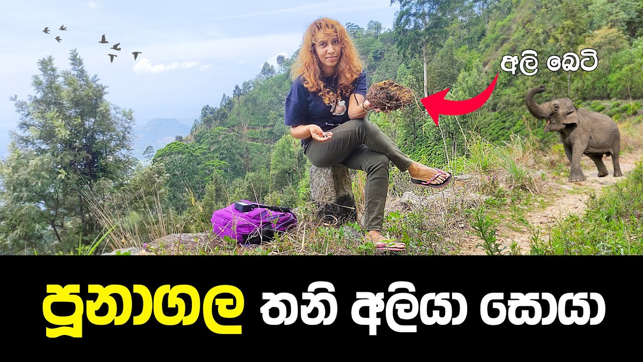 මිනීමරු තනියා සොයා අලි ගඳ දිගේ පුනාගලට 🐘😱 | Sri Lanka’s Most Dangerous Elephant – Poonagala