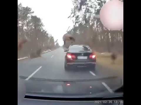 deer #animal #Car accident #