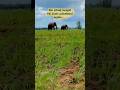 Nobody expected THIS in broad daylight… 🐘 #viralvideo #shorts #wildlife #elephant