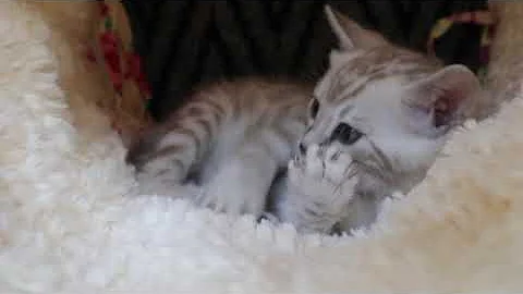 Watch the video about ThatJungleCat - 4 Weeks Old Bengal Kitten