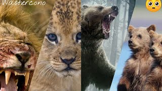 CRÍAS DE LOS DEPREDADORES Y ANIMALES MAS PELIGROSOS/Wastercono/(AW)