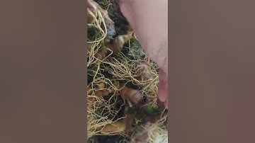 Sâm Ngọc Linh Kon Tum | Hàng 20 củ 1 kg