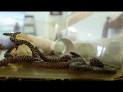 Children's python hatchlings