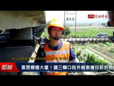 紫斑蝶爆大量!國三觸口段外側車道目前封閉 - 紫斑蝶爆大量!國三觸口段外側車道目前封閉