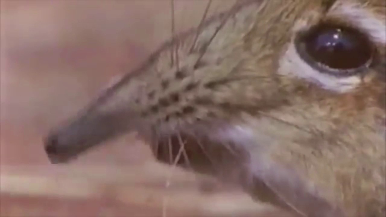 Take A Closer Look At That Snout Opera