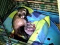 Ferret birth/ birth of ferret babies/ ferret giving birth/ ferret having babies