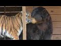 Lion, Tiger & Bear live together. It's the Noah's Ark BLT