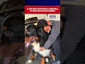 Jr NTR Mourns Loss of Beloved Dog Bagheera, Shares Emotional Pictures | Watch #shorts