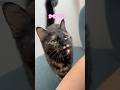 まーちゃん可愛い　#shorts #cat #猫 #サビ猫　#ねこ