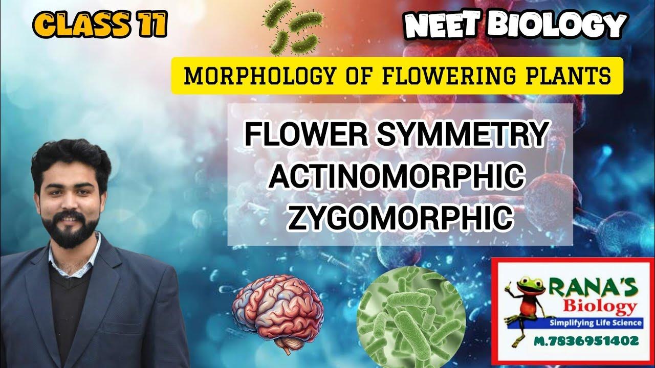 CLASS 11CHAPTER 5 MORPHOLOGY OF FLOWERING PLANTS FLOWER SYMMETRY