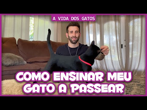 Vídeo: Ensine seu gato a amar a andar no carro