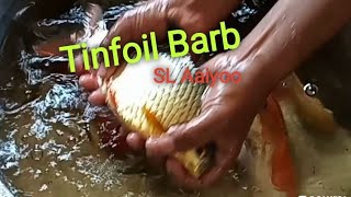 Tinfoil Barb Fish
