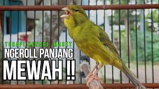 Kenari GACOR ngeroll PANJANG AMPUH untuk PANCINGAN & MASTERAN Kenari PAUD cepat BUNYI !!