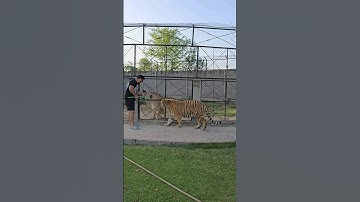 Big Lioness Wants to Attack on Bengal Tiger | Nouman Hassan |