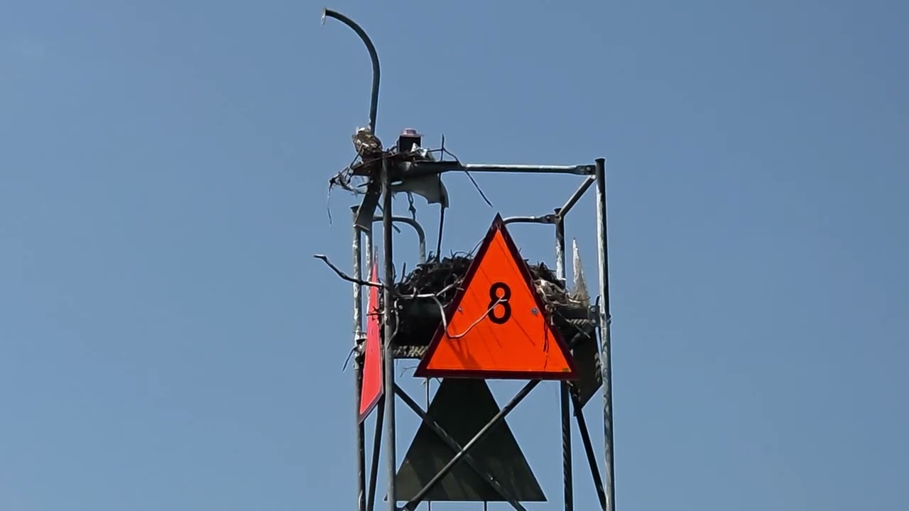 Osprey time!@caregiversuccessbynancythenp 