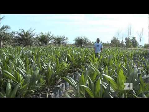 Video: Z čeho se vyrábí palmový olej?