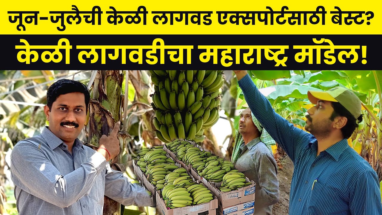 Banana Farming | केळी शेतीतून मिळवा लाखोंचा नफा  | Keli lagwad #agrostar #banana #farming