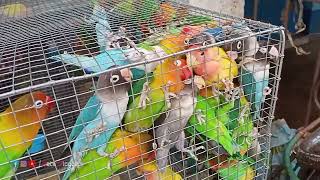 Cheapest Birds Shop । Cheapest Lovebird in Diamond harbour Dighirpar Bazar । Pets Vlogger by Pets Vlogger 1,035 views 1 year ago 1 minute, 13 seconds