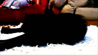 Cat Shoe Nip?