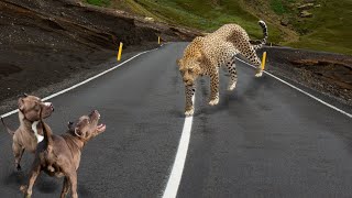 LEOPARDO vs PITBULL | QUIEN GANARIA ESTA CONFRONTACION? (LEOPARD HUNTER WHO NEVER FAIL vs DOGS)