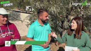 Zeytinde Aile Emeği Hasan Ertürk Ve Ailesinin Hasat Hikayesi