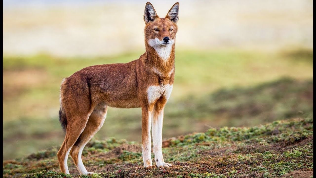 Tìm hiểu về loài chó sói có tên trong Sách đỏ Việt Nam| Sói đỏ | Sói ...