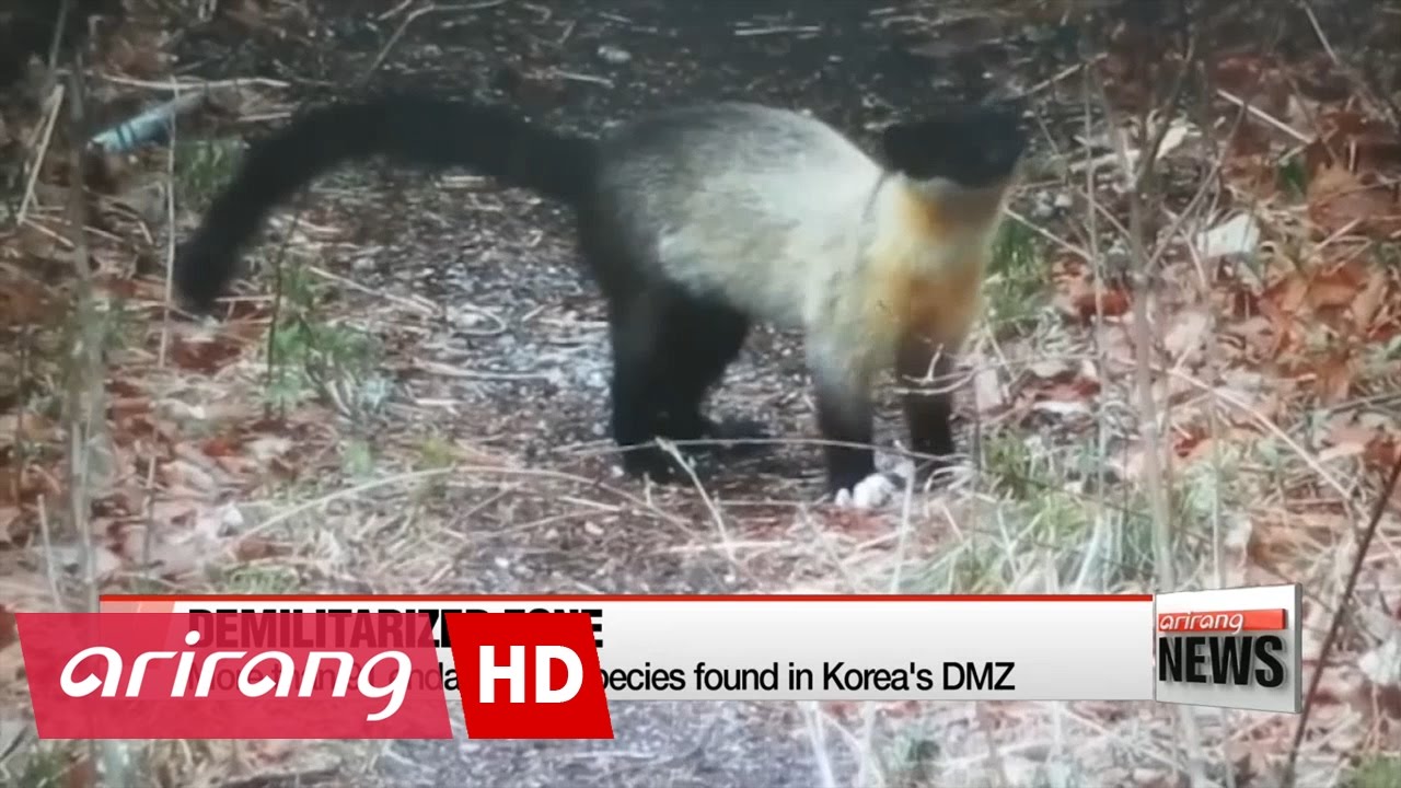 More than 91 endangered species found in Korea's ...