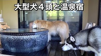 大型犬多頭飼い Youtube