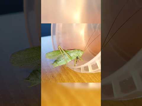Кузнечик с мухами дружил (кузнечик охотится на муху) #katydid #insects