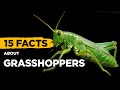 15 fascinating facts about grasshoppers