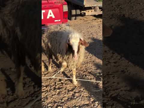 سوق الحلال اليوم اسعار الغنم في العراق محافظة صلاح الدين الشرقاط