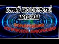 ПЕРВЫЙ БИОЛОГИЧЕСКИЙ МЕХАНИЗМ