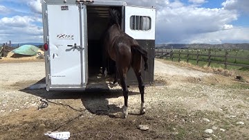 Teaching young colt "Theo" to load in trailer - Butch Mowdy 5-10-2016