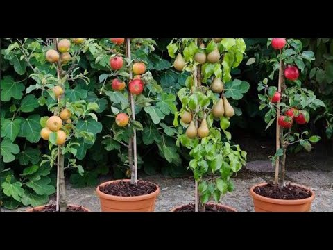 Видео: Уход за вишневыми деревьями в горшках - Как выращивать вишневые деревья в контейнерах