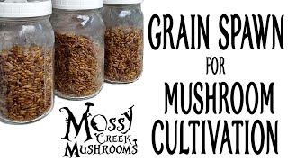 Grain Spawn for Mushroom Cultivation 🍄How to grow Mushrooms Series🍄 Mossy Creek Mushrooms