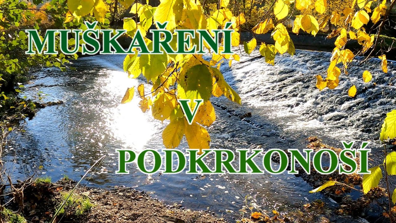Podzimní lov Pstruhů a Lipanů/Řeka Úpa/Suchá a Mokrá Muška/Nymfa/EXPEDITION/Autocamping