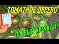 ТОМАТНОЕ ДЕРЕВО-ПЕРВЫЙ ОТЛИЧНЫЙ УРОЖАЙ!