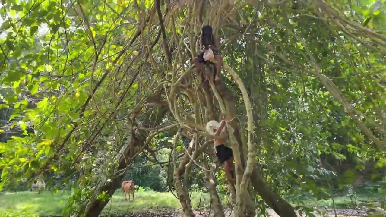 พาน้องวานรมาเล่นกับน้องทาร์ซานครั้งแรก