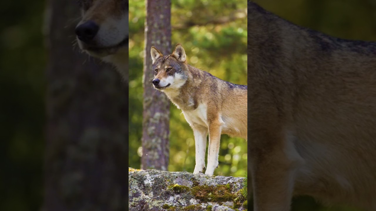 The Sigma Male: The Lone Wolf Mindset 🐺🔥 | 🔥👇 