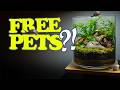 The $10 IKEA Jar Snail Sanctuary | Bioactive Build