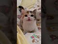 Raising a Kitten is Like Raising a Baby! 🍼 (Cleaning Tips) #Shorts