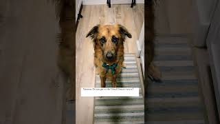 Clover gets entitled (TRIGGER WARNING) #skyrim #games #dogs