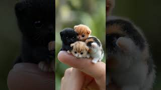 Tiny kitten, the size of a thumb, super cute!Live wallpaper. #cutecatdailylife#kitten#adorablelittle screenshot 1