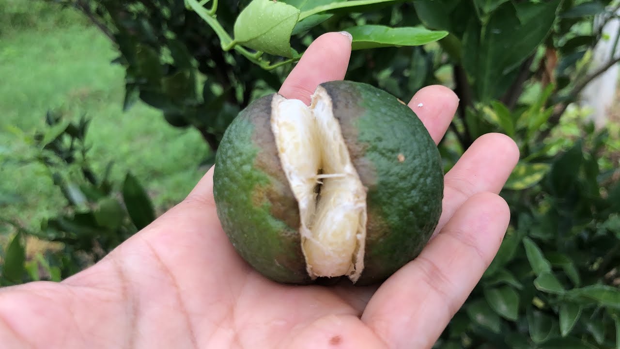 ส้มแตกเกิดจากอะไร?? โรคของส้มรุ่นแรก