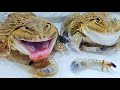Asian Bullfrog Eats Big Palm Tree Worms Asian Bullfrog Live Feeling