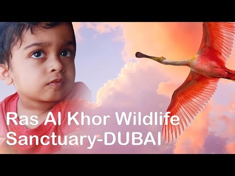 Ras Al Khor Wildlife Sanctuary